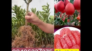 Cây Giống Bưởi Đỏ Tiến Vua
