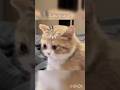 Please sikurpaise my channel... #viral #trending #fypシ #funny #animals