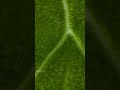 Leaf Mega Zoom ASMR 🍃 Hidden Patterns Revealed 🔍🤯#Shorts #LeafASMR #MegaZoom #Macro #Microscope