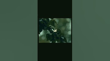 {وَمَا كَانَ لِنَفْسٍ أَن تَمُوتَ إِلَّا بِإِذْنِ اللَّهِ} الآية ١٤٥ مِن #سورة_العمران#قرآن#quran