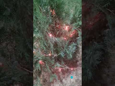 Decorate Tree with Red Light, Diwali Tree Red Jhalar Light #sorts