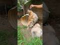 kutta wala video | kutte ki aawaj | dog video | dog sound | dog voice | dog barking #shorts