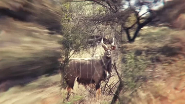 Liam Urry Safaris - Visit Africa, give it your best shot! Promo video.