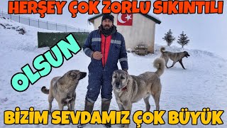 Bütün Sıkıntılara Rağmen, Daha Büyük Olan Kangal Sevdamız Var.. Çiftlikte Zorlu Günler Yaşıyoruz...