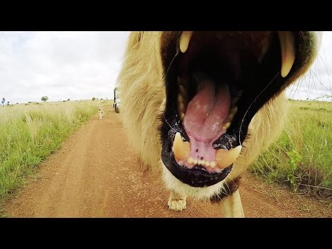 Video: Wat is de betekenis van leeuwen?