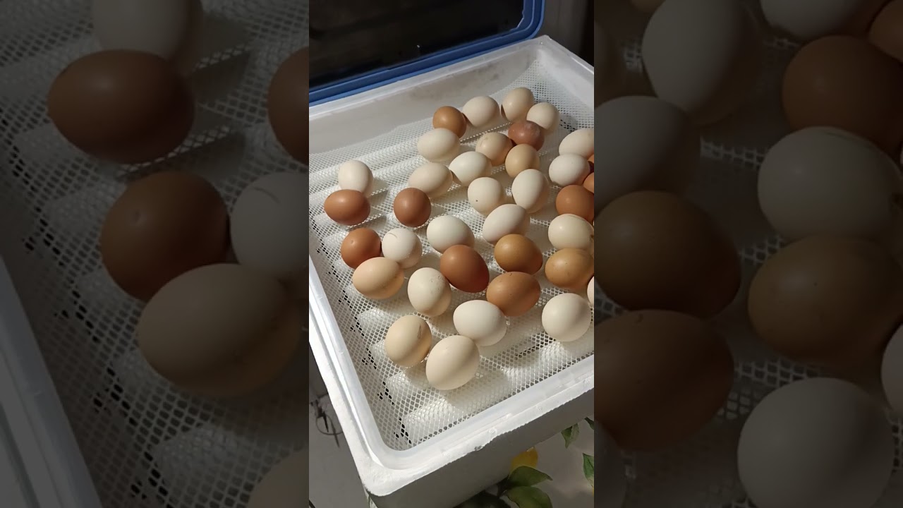 KULUCKA MAKİNASİ ÇIKIM HAZİRLİGİ 18 Cİ GÜN