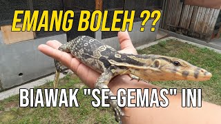 Tips Perawatan Harian Baby Biawak- Varanus Salvator #vlog38