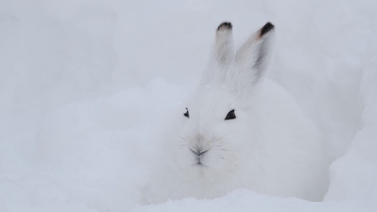 純白の雪原でじっと隠れるエゾユキウサギのすまし顔 Youtube