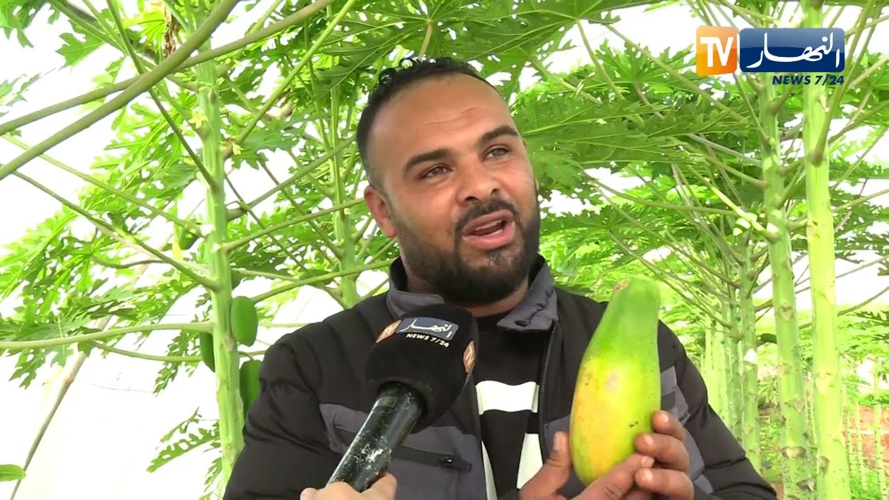 الدراغون، البابايا و الكيوانو فواكه إستوائية يجتهد بلال في زراعتها بالجزائر