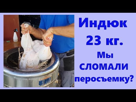 Ошпарка и ощип индейки #ХайбридКонвертер в перосъемной машине