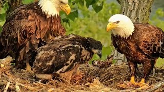 Decorah Eagles. HD with a fish at 7am. HM feeds DH2. Half fish in one bite - explore.org 05-17-2023