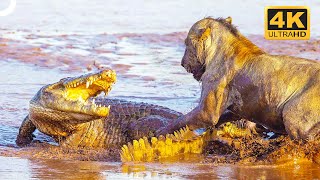 THE DEADLIEST PREDATORS OF THE ANIMAL KINGDOM | Wildlife Documentary | 4K Animal Documentary