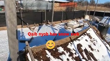 Mus pub qaib 068 qaib puas thev snow