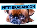 Petit Brabancon - TOP 10 Interesting Facts