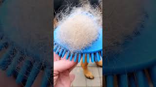 The cheapest way to manage German Shepherd shedding #shorts #doggrooming #hack