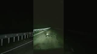 Bear Lunges at Car during Nighttime Drive