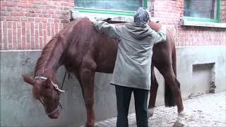 Equina Horse Shiatsu training - Zadig (23)