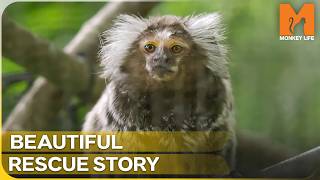 Rescued from a Birdcage: A Tiny Monkey's Second Chance | Monkey Life | Season 15 Episode 18