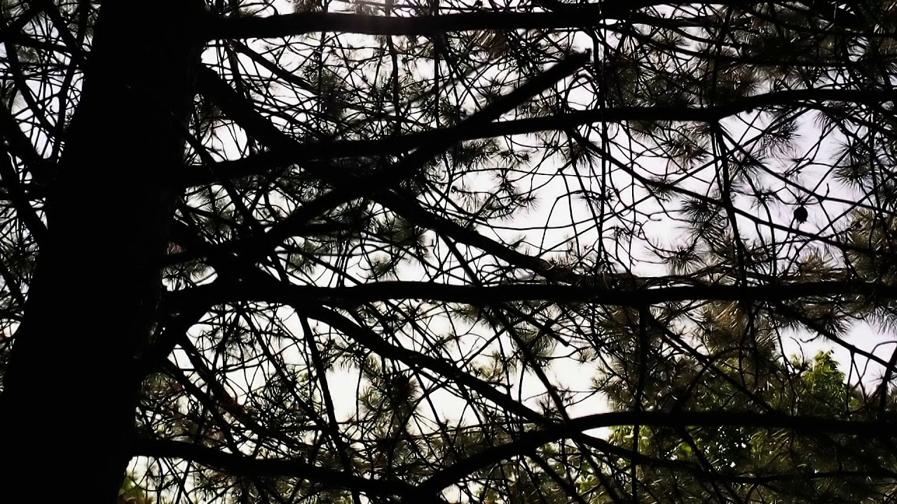 Dark Woods, Flying Through The Tree Branches Stock Video Footage