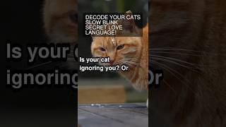 Decode Your Cat's Slow Blink: Secret Love Language!