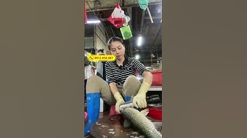 Máy đánh vảy cá cầm tay OTTA  Đánh bay vảy cá mọi loại, nhanh gọn, sạch sẽ