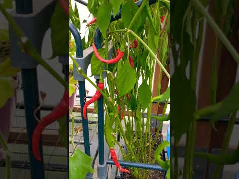 Cayenne pepper 🥵🌶️  |Less water will  Force plant to ripen peppers FASTER|