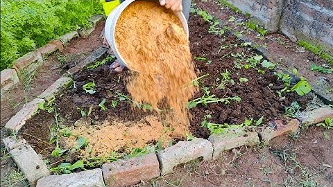 Ancient Secret! Turn DEAD Soil to Super Microbe-Rich Soil in DAYS (No Chemicals, No Cost!)