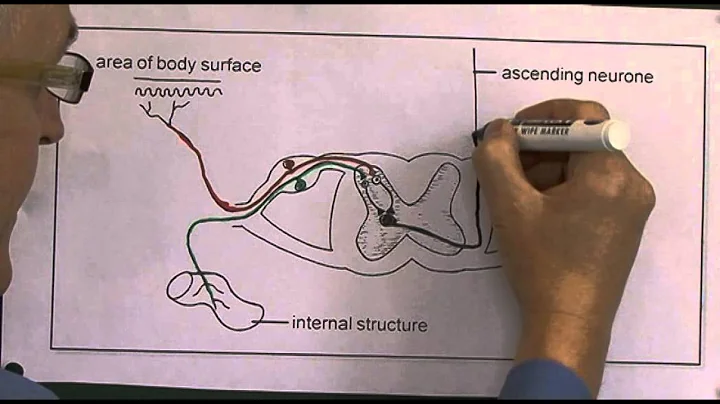 Pain 3, Afferent diagrams