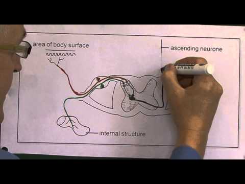 Pain 3, Afferent diagrams