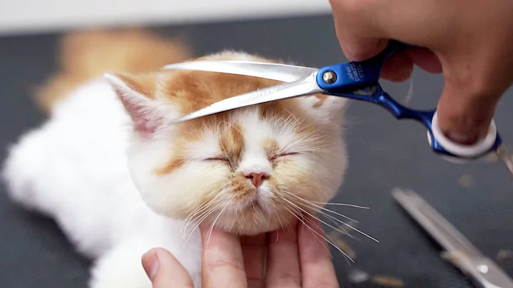 給非常可愛的小貓咪修剪毛‖ How To Groom a Cat ‖ pet groomer ‖ 寵物美容 - 天天要聞