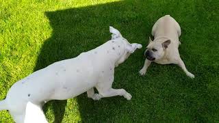French bulldog VS. Pitbull, fight for the ball :)