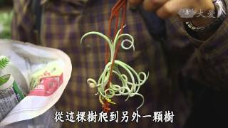 【小人物大英雄】20140303 - 花現魔法師