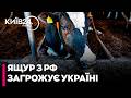 💉СТРАШНА НЕБЕЗПЕКА! Епідемія ящура в РФ - чи загрожує вона Україні