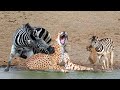 OMG! Chew The Cheetah&#39;s Head, Mother Zebra Take Down Cheetah To Save Her Baby – Wild Dogs vs Warthog