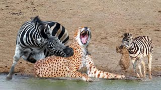 OMG! Chew The Cheetah&#39;s Head, Mother Zebra Take Down Cheetah To Save Her Baby – Wild Dogs vs Warthog
