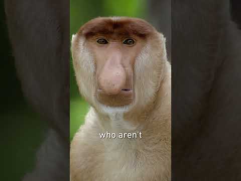 Evolution's Strangest Advantage: A Massive Nose #animalfacts #jungle #evolution