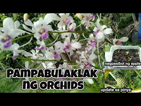 Video: Orchid: pangangalaga pagkatapos mamulaklak sa bahay. Paano gawin ang lahat ng tama?