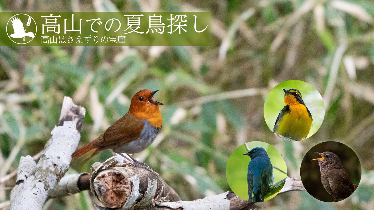 野鳥撮影】高山での夏鳥探し【コマドリ、ミソサザイ、アカゲラ、カケス
