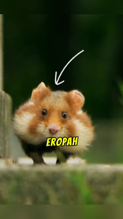 Jangan Tertipu Dengan Muka Comel Tikus ni… 😱