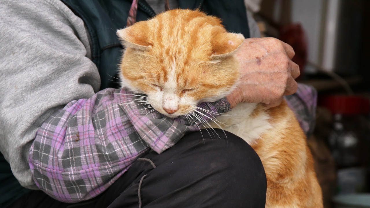 野良猫をなでなで 210401 - YouTube