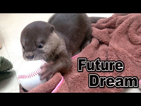 【カワウソ赤ちゃん】目指すは大谷翔平選手！？Longing for Shohei Ohtani!?【特別編】