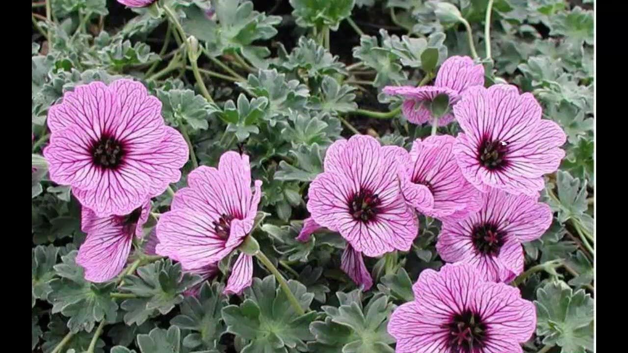 #Герань5 #Цветы садовые75 Декоративные растения - YouTube