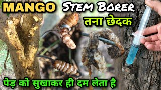 Mango Stem Borer | पेड़ों को खोखला कर सुखा देनेवाले खतरनाक कीड़े | आम का तना छेदक ~ नियंत्रण एवं उपचार