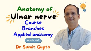 ULNAR NERVE ANATOMY