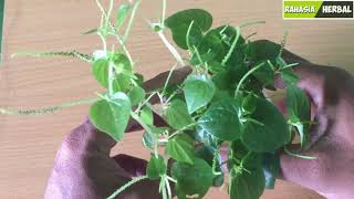 Sedikit Orang TAU  !! Ternyata ini Manfaat Daun Suruhan