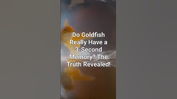Do Goldfish Really Have a 3-Second Memory? The Truth Revealed!