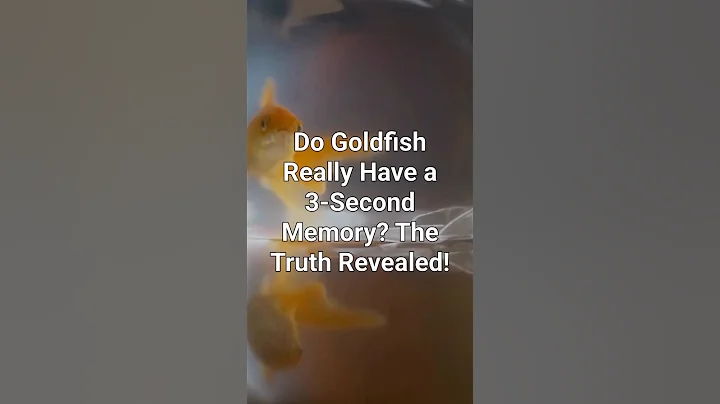 Do Goldfish Really Have a 3-Second Memory? The Truth Revealed!