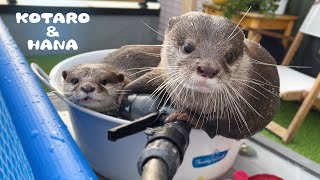 これぞカワウソ鍋！暑い日にしか見れないカワウソの納涼　Otters Chilling Together in The Tub