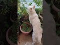 Catching my dog eating grass #dog #dogs #pets