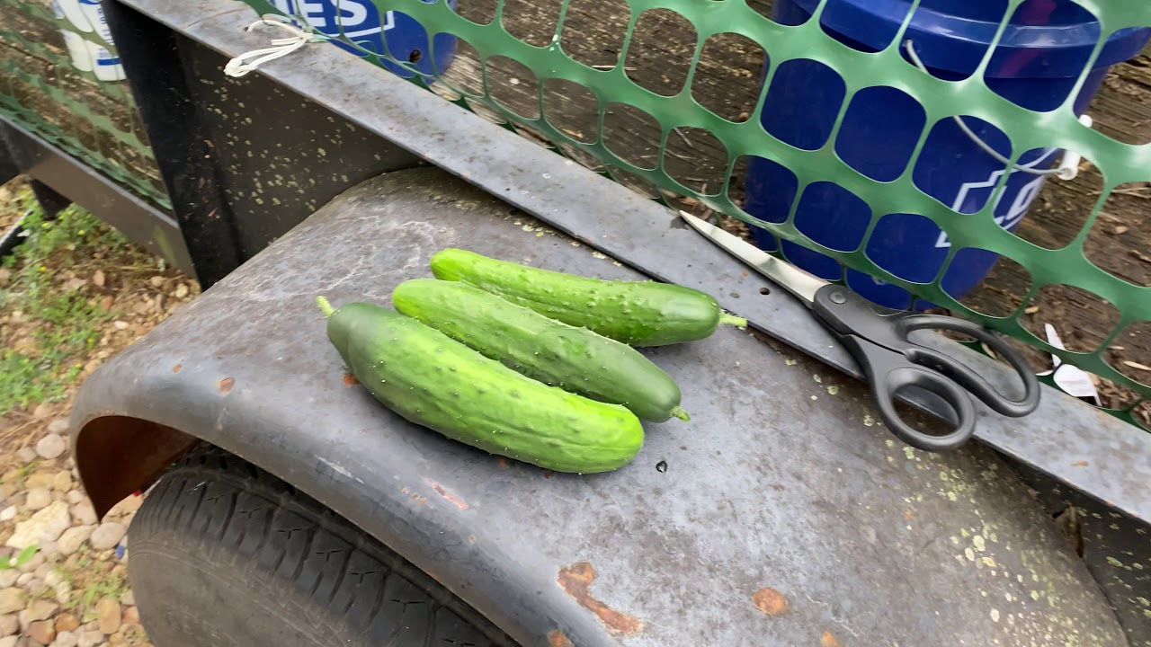 Cucumber harvest YouTube